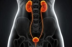 Exploring the Link Between UTI St. John and Kidney Health