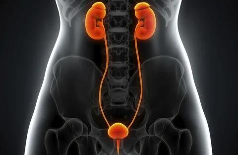 Exploring the Link Between UTI St. John and Kidney Health